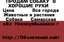 ПРОДАМ СОБАКУ  В ХОРОШИЕ РУКИ  › Цена ­ 4 000 - Все города Животные и растения » Собаки   . Самарская обл.,Новокуйбышевск г.